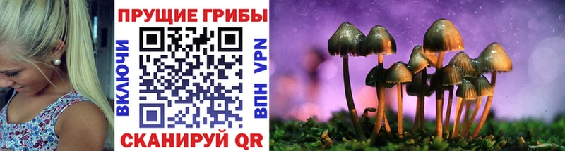 закладки Советск Галлюциногенные грибы Psilocybe